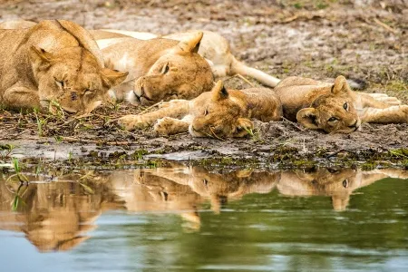 Go on a conservation safari and see lions napping at the water hole