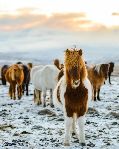 Iceland ponies in the fields grazing