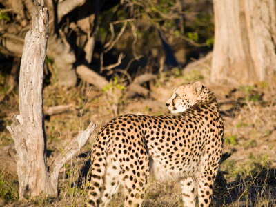 Cheetah - one of the big cats in Africa -in woodlands
