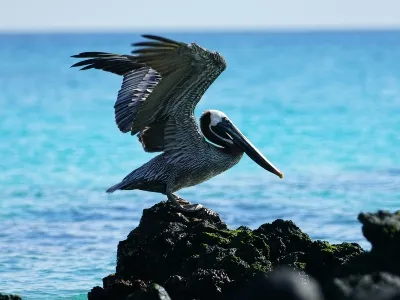 Most beautiful bird life on the island when you visit the Galapagos Islands
