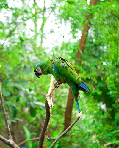 Parrots live wild on the Galapagos Islands