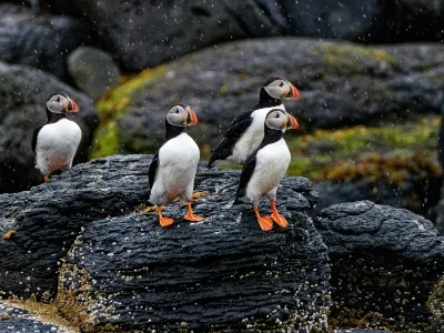Penguins in icelend watching from the rocks