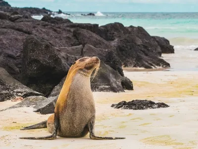 Sea lions on your holiday in the Galapagos Islands