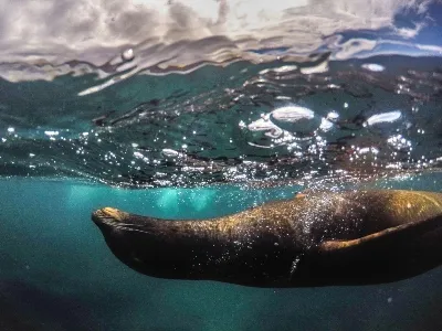 Sealion swimming near the Galapagos Islands