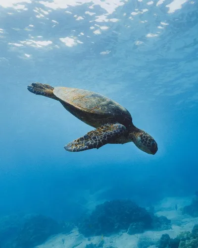 Stunning views in the clear oceans in the Galapagos Islands