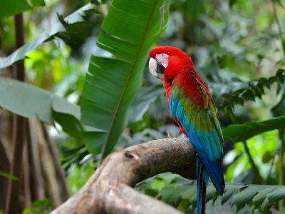 The bird life from in the Colombian rain forests