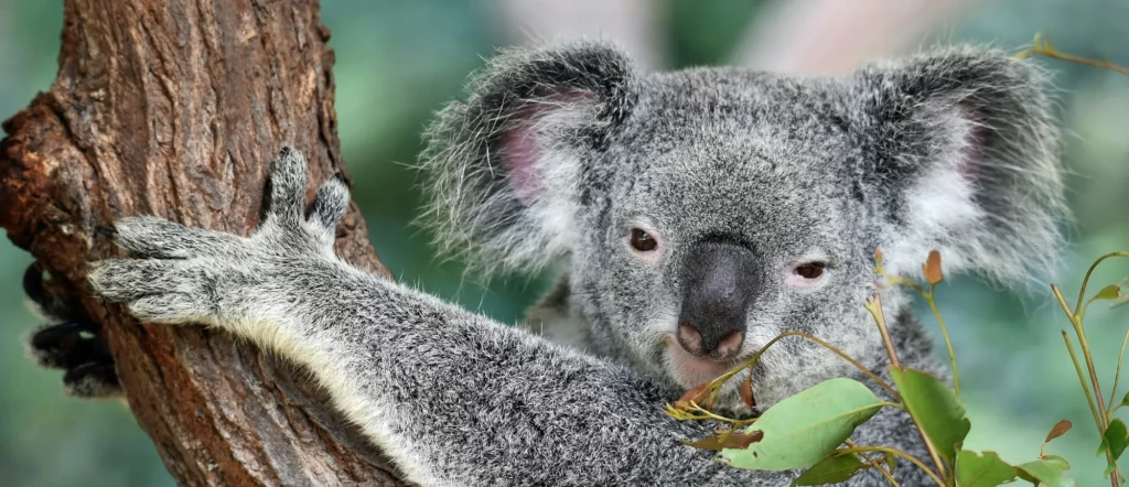Visit Australia for unique wildlife experiences