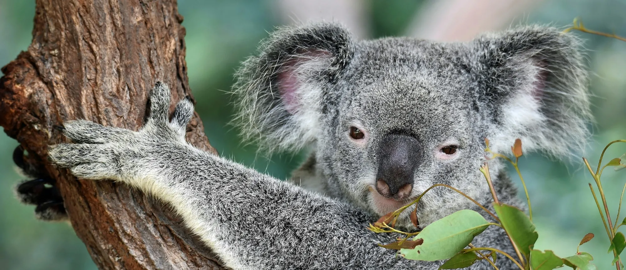 Australia Adventures