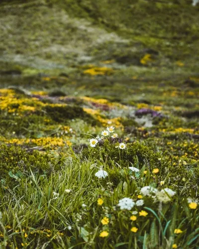Wildflowers on the hills of the United Kingdom