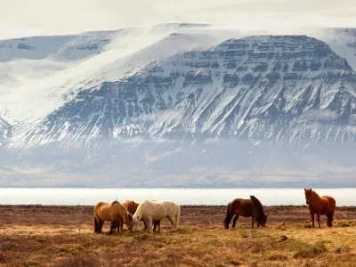 horses grazing in the fields of Iceland by the water and ice mountains