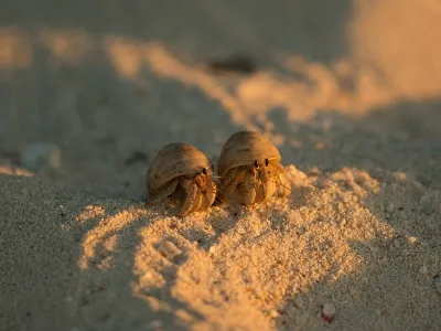 little crabs found when you visit the Seychelles_ beaches
