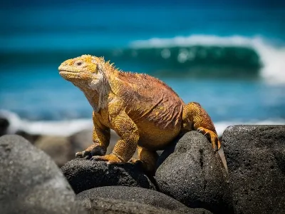 lizards found my travelling tourists when visiting the islands