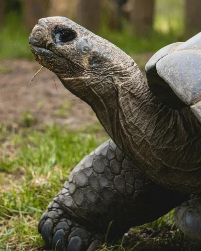 tortoise conservation on the Galapagos Islands