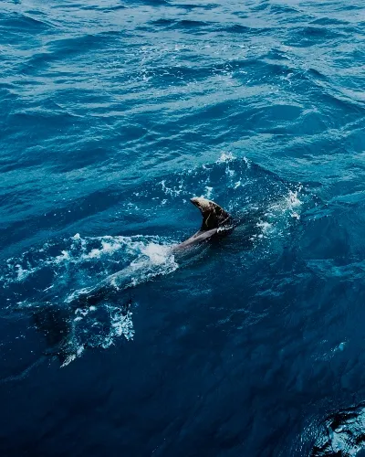 visiting the dolphins found by the Galapagos Islands