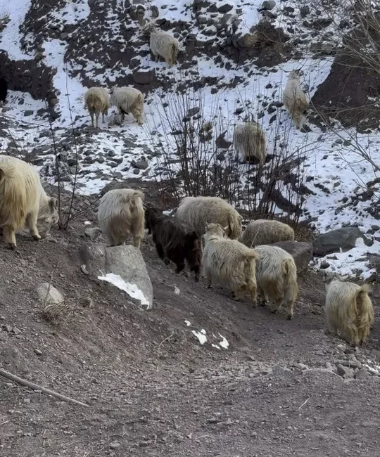 Sheep going up the mountains