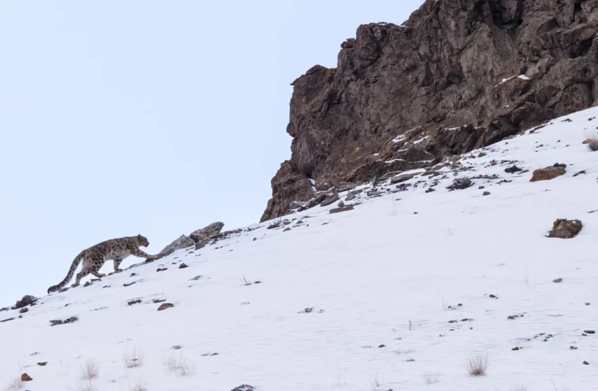 Snow Leopard Expedition in the mountains