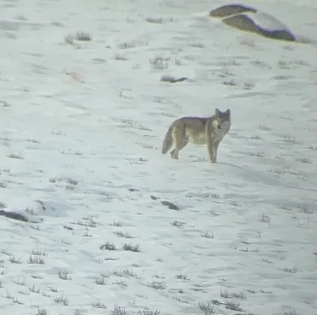 Wolves on the mountain