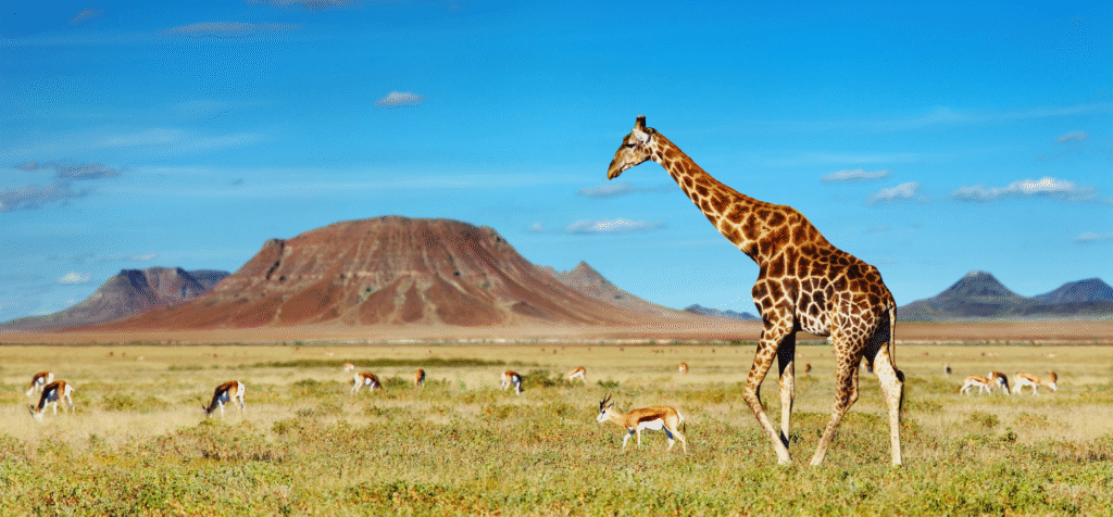 Sustainable safari in Africa