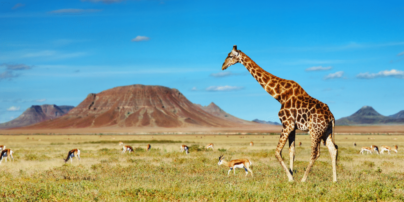 Sustainable safari in Africa