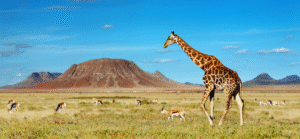 Sustainable safari in Africa