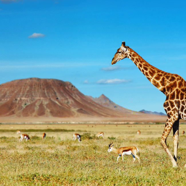 Sustainable safari in Africa