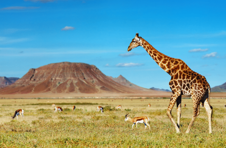 Sustainable safari in Africa