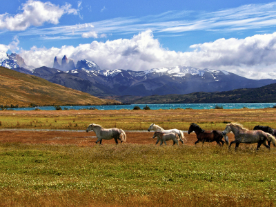 Horses running wild in Argentine Patagonia