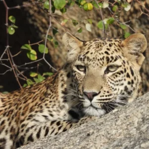 First Leopard sighting