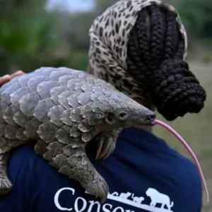 Protecting the Rare: Pangolin Guardians, Science, and Sunset Safaris
