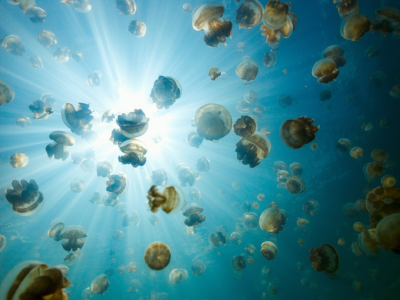 Seaweed seen from below in the sea with light shining from above