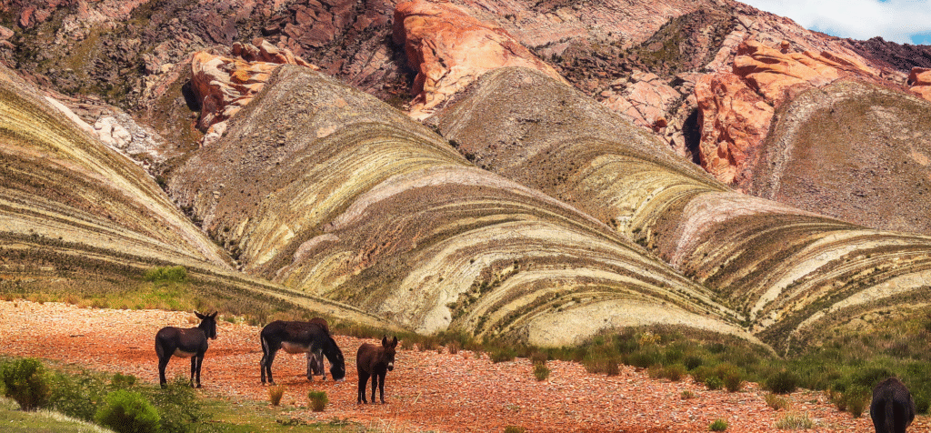 Donkeys grazing in Argentina