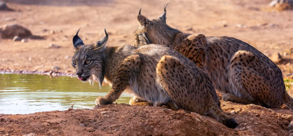 Iberian lynx sitting next to a water hole
