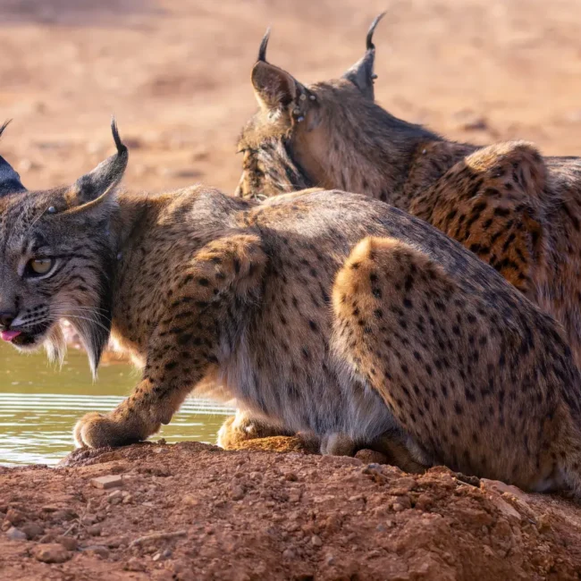 Iberian lynx sitting next to a water hole