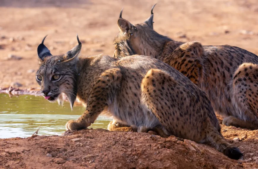 Iberian lynx sitting next to a water hole