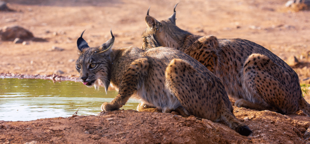Iberian lynx sitting next to a water hole