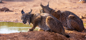 Iberian lynx sitting next to a water hole