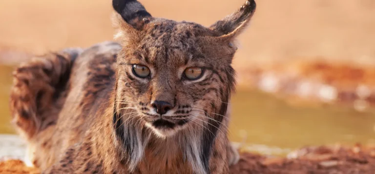 Iberian Lynx close up in Spain