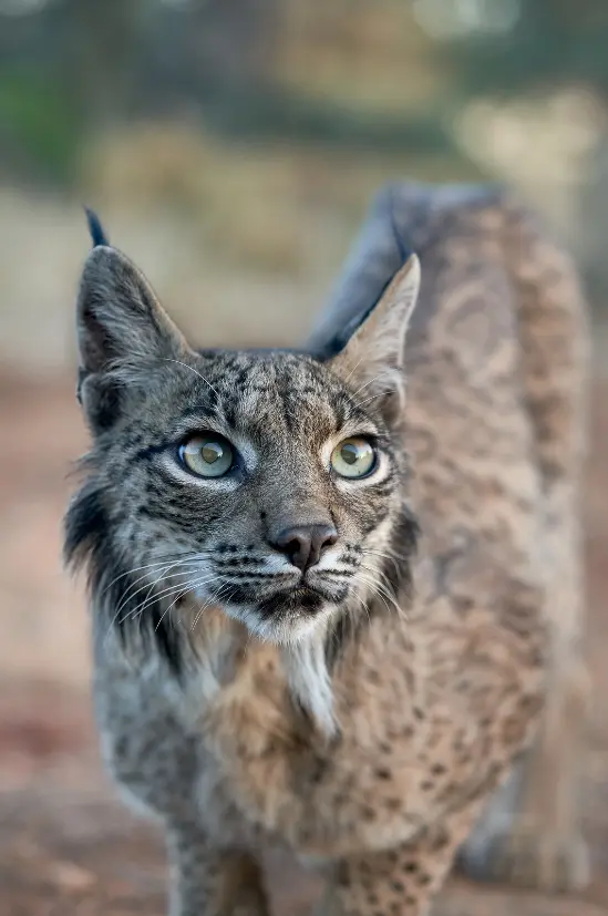 Iberian lynx close up
