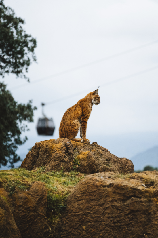Iberian Lynx sitting on a rock with a cable car in the background