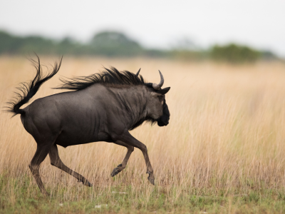 Wildebeest running in Liuwa Plains