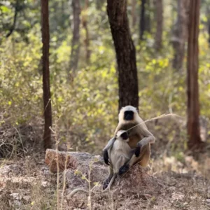 Monkey sightings in india