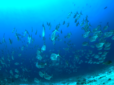 Fish under the sea in Palau