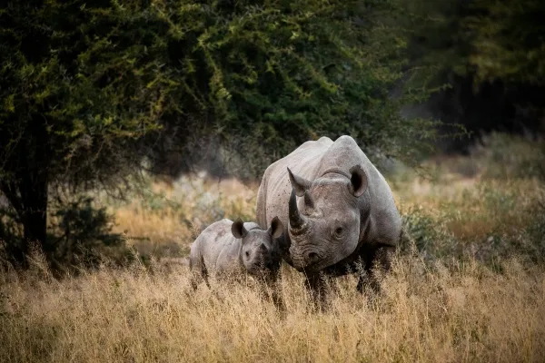 Rhino Conservation