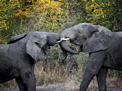 Two elephants fighting in South Luangwa National Park