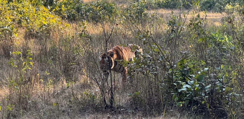 Tiger Consevation in India