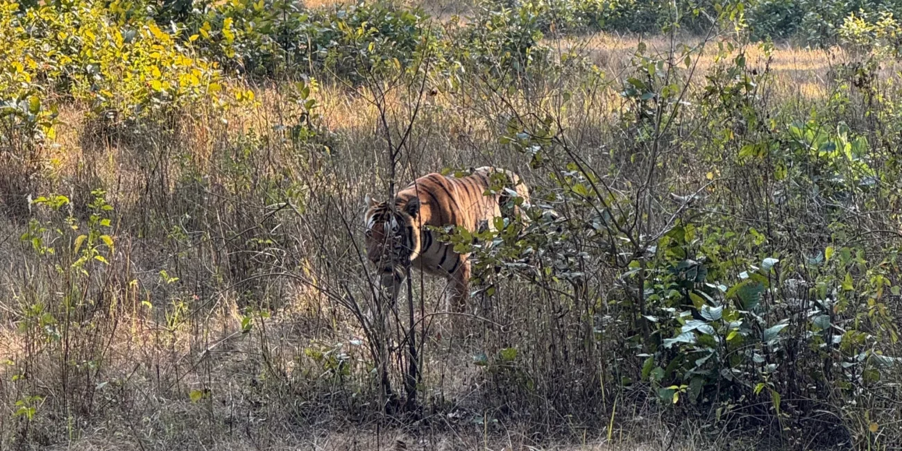 Tiger Consevation in India