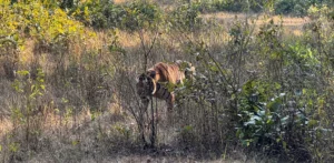 Tiger Consevation in India