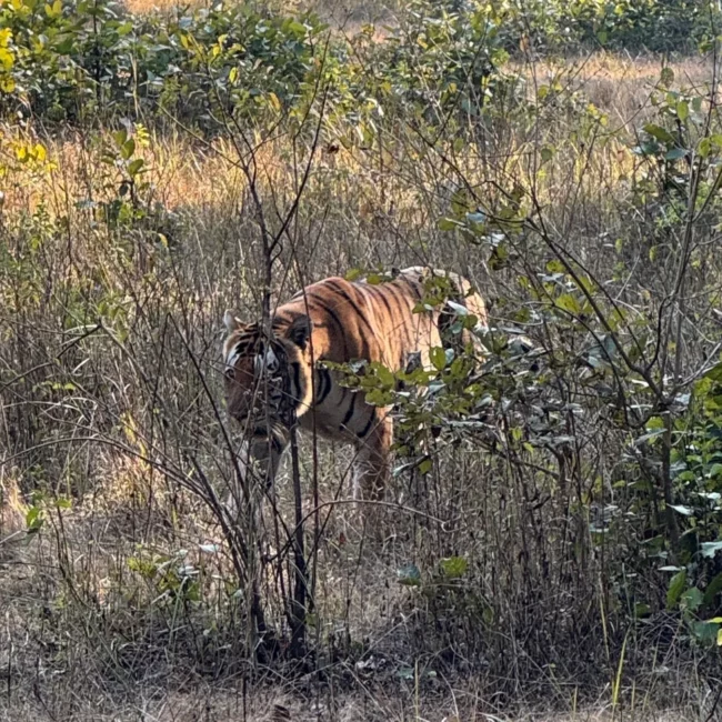 Tiger Consevation in India