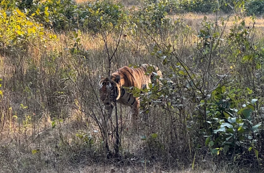 Tiger Consevation in India