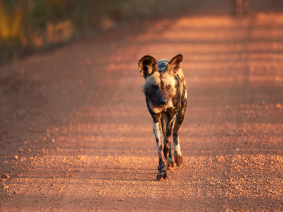 Wild dog in Kafue National Park